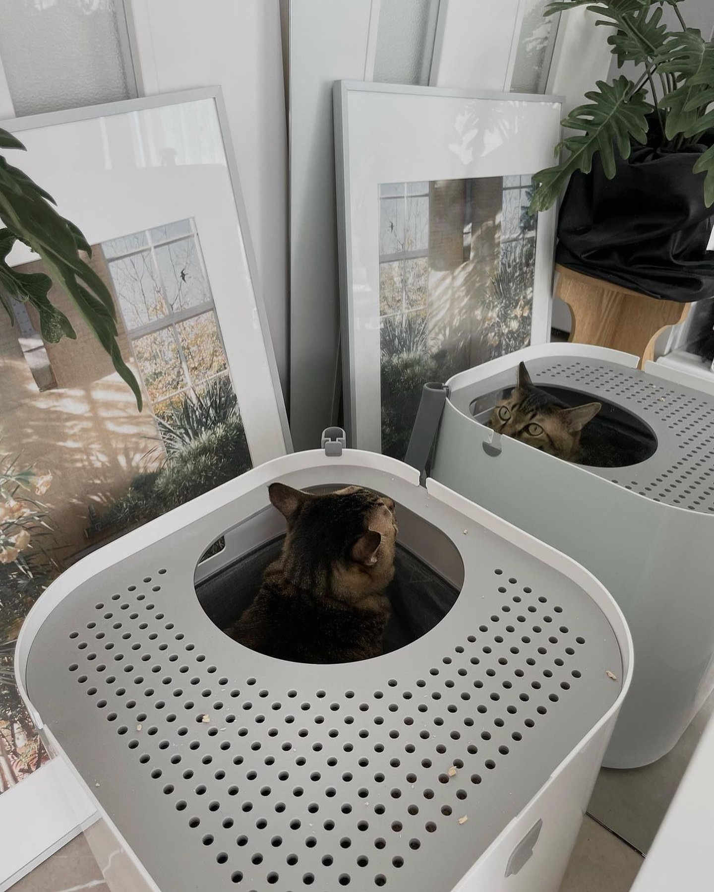 Modkat
