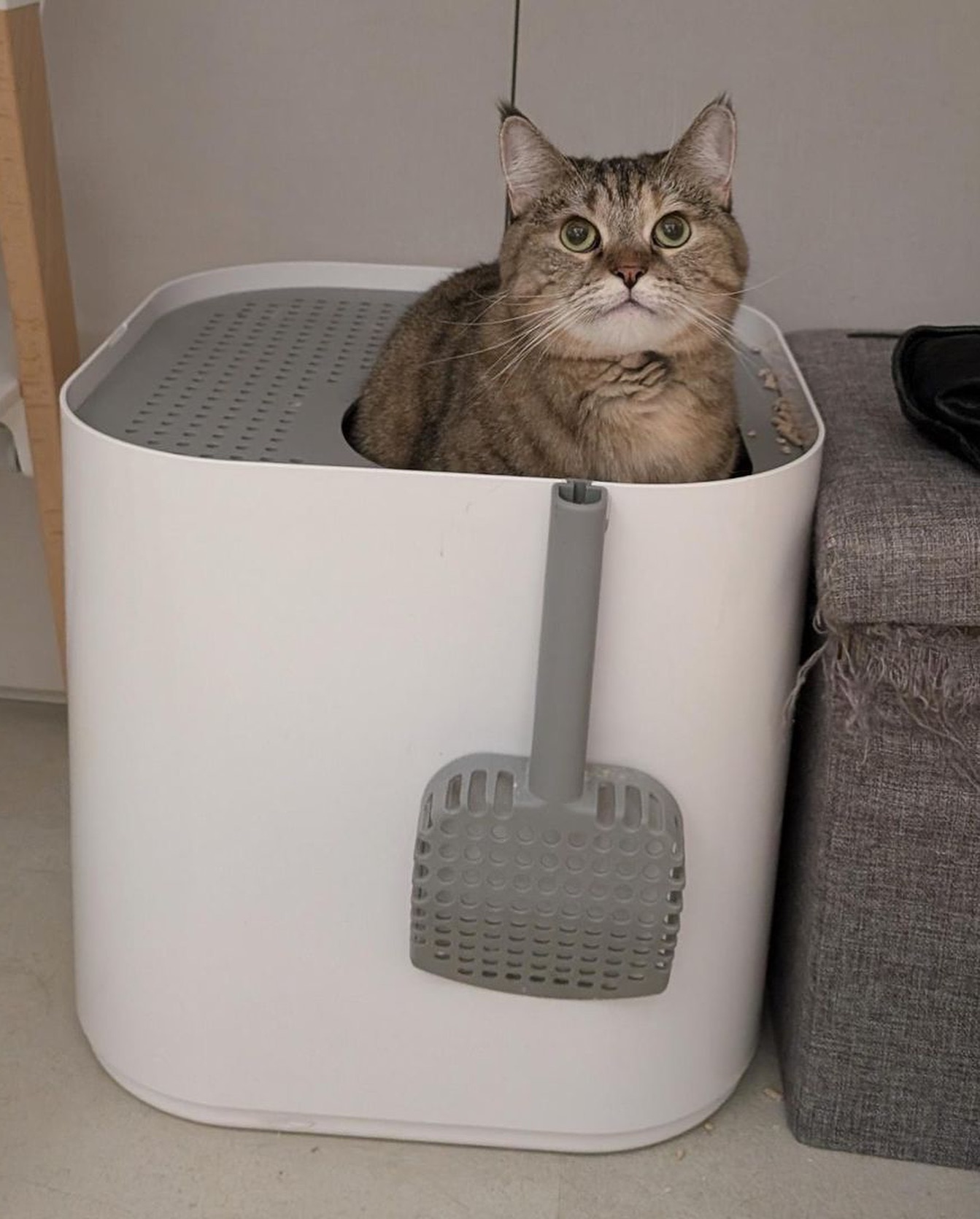 Modkat