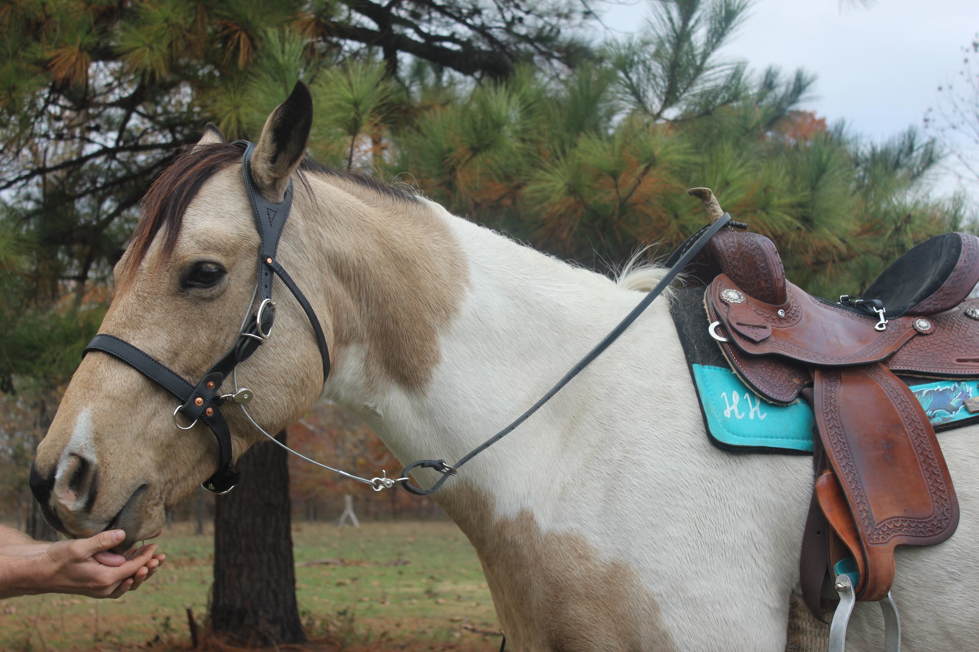 BuckBuster Tack - Terri from Florida wrote to us concerning her ...