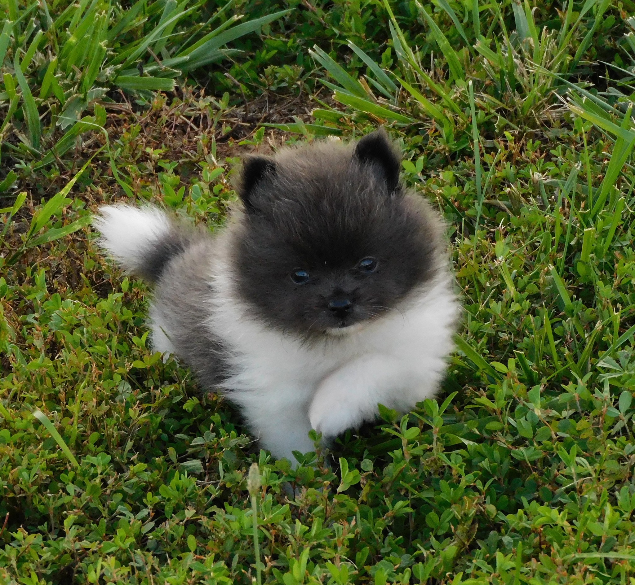 Monarch Ridge Pomeranians