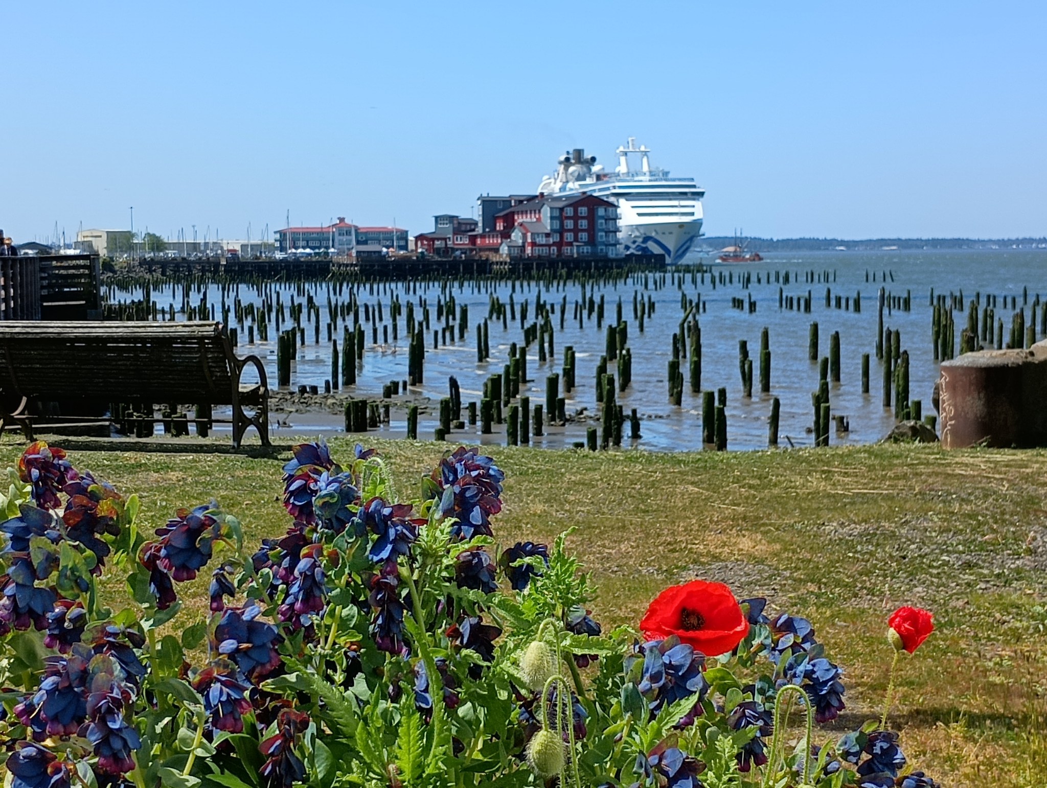 Astoria Oregon Rants and Raves | Spring in Astoria with all the flowers ...