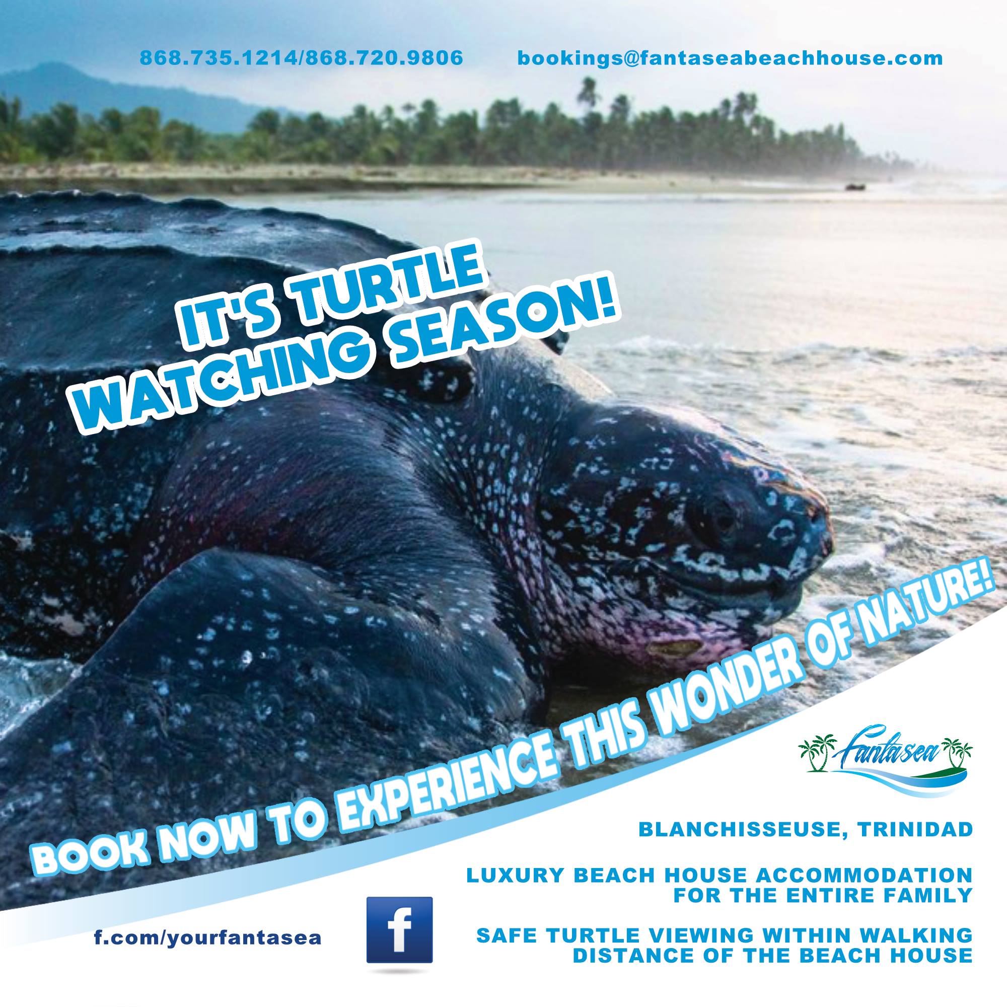 Fantasea - During peak turtle nesting season (1 March—31 August), five ...