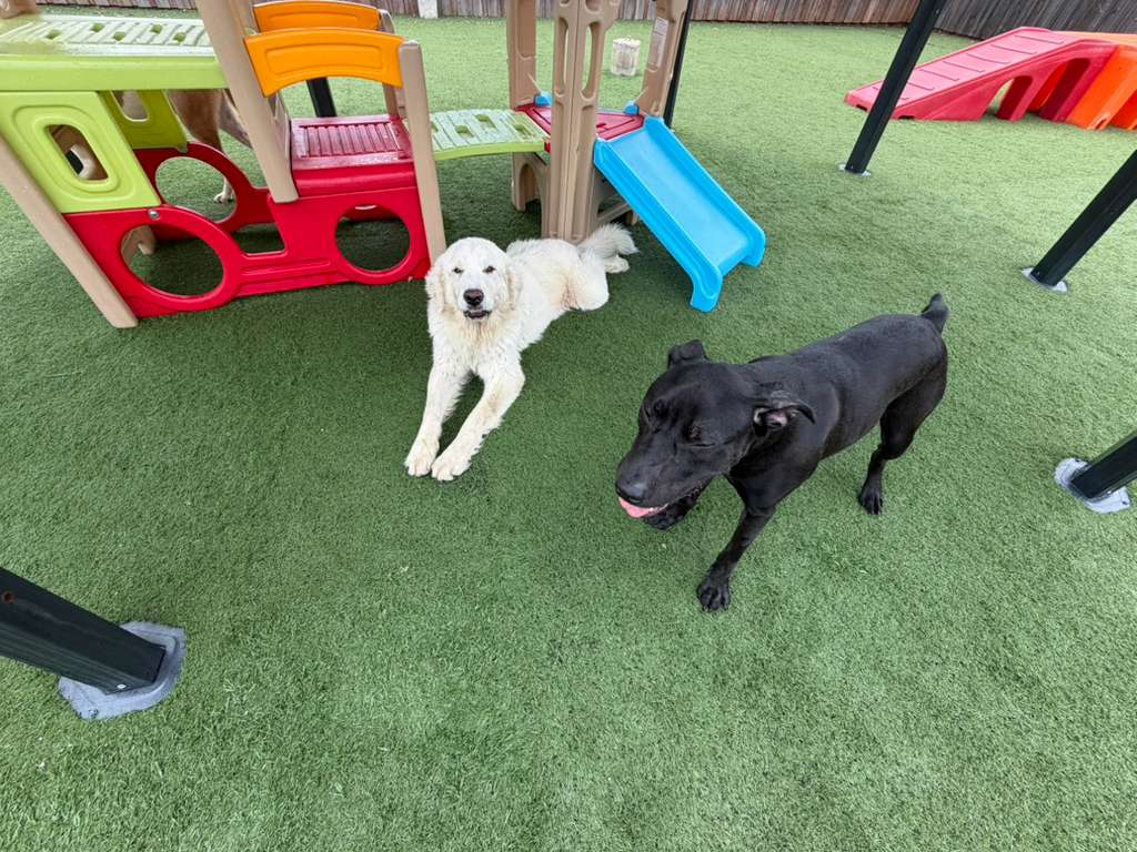 🫧 Fresh pup loading… 🐶 Add a... - Camp Bow Wow Noblesville | Facebook