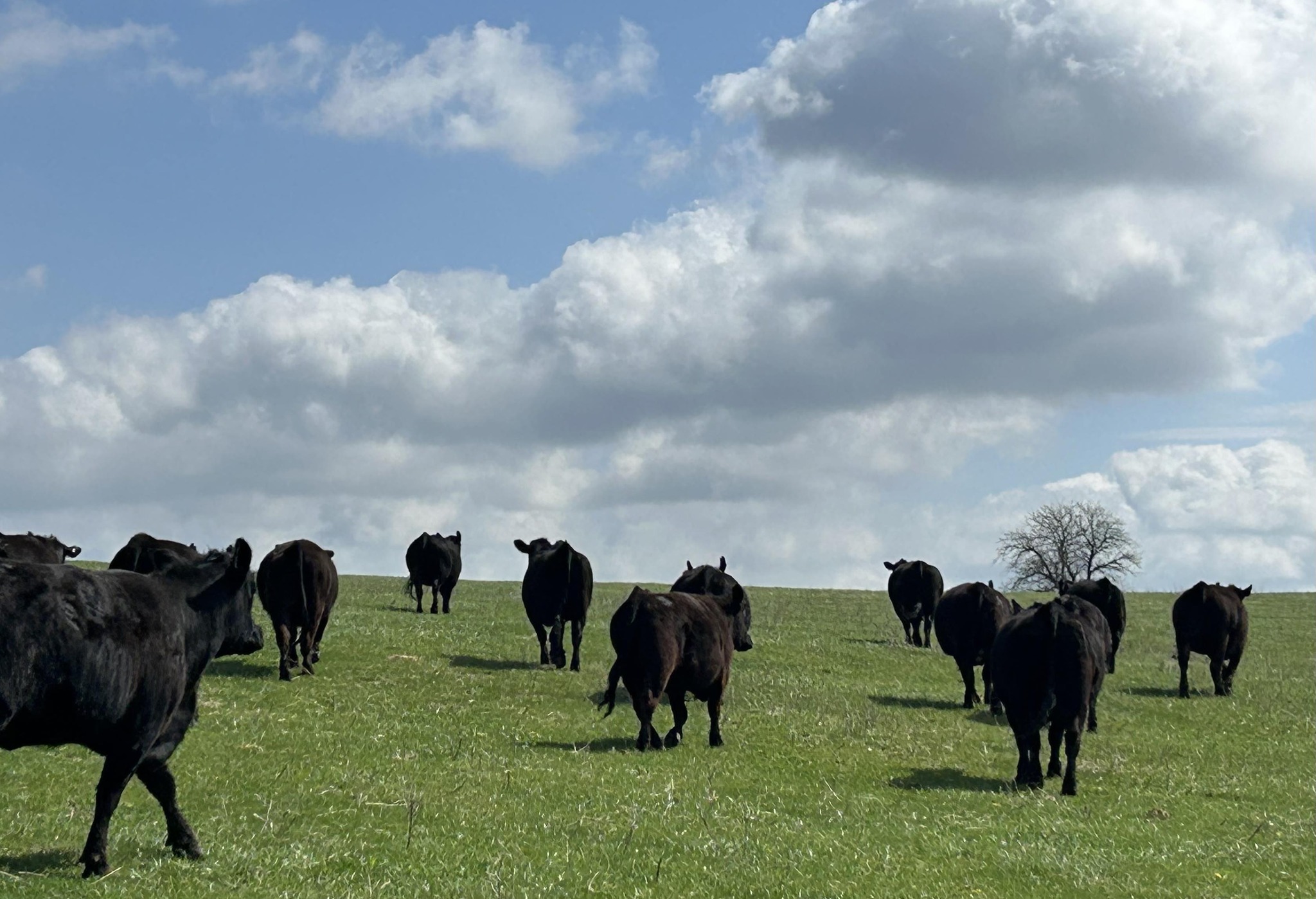 Thummel Angus