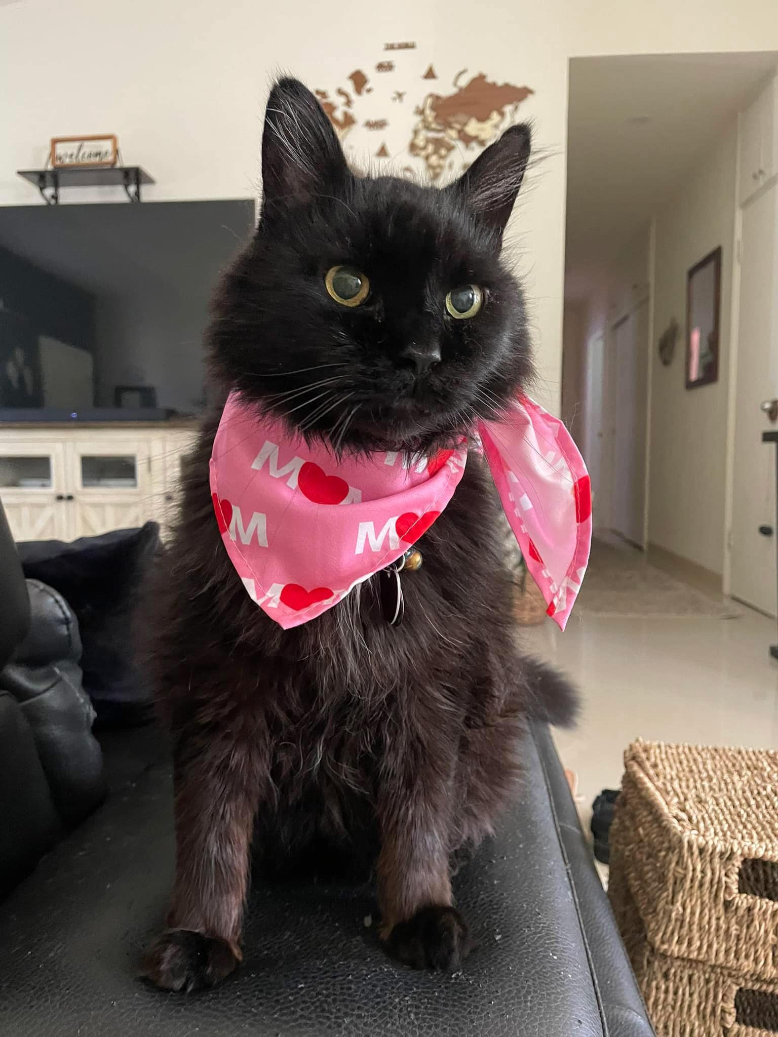Lost dog Tux in Yigo, Guam