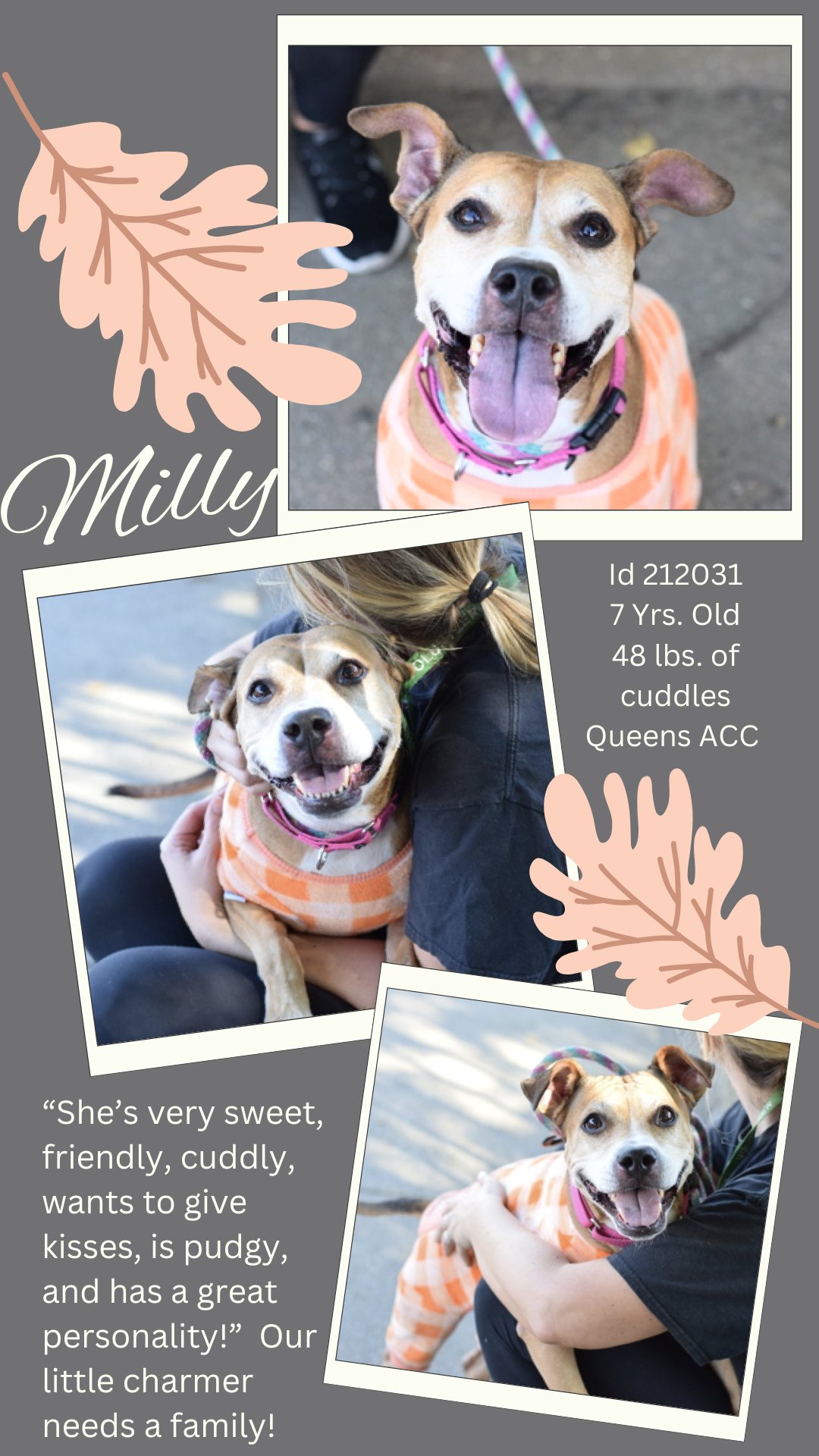 Dogs Lives Matter - Saving NYC Dogs - *** ADOPTED *** A $500 STIPEND IS ...