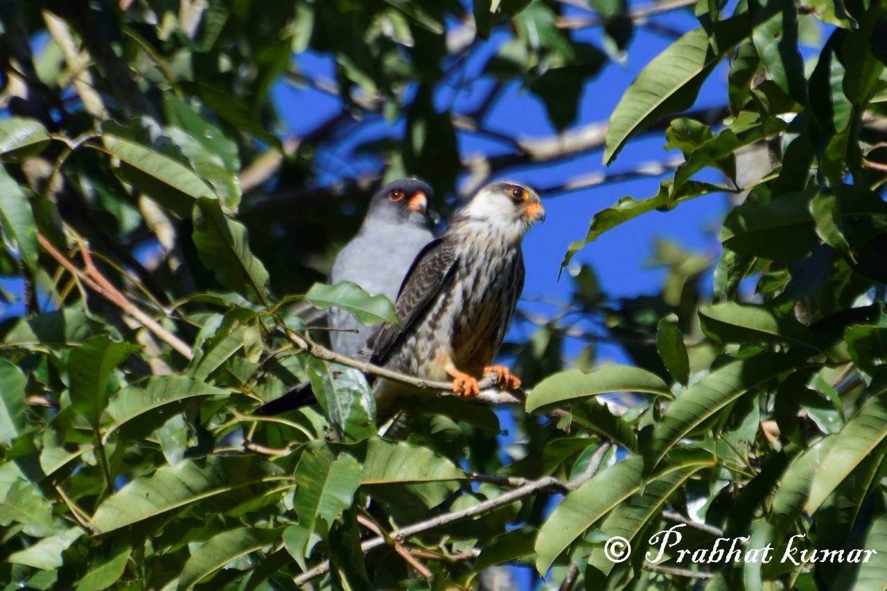 Amur Falcon is one of the most amazing species, known for making a ...