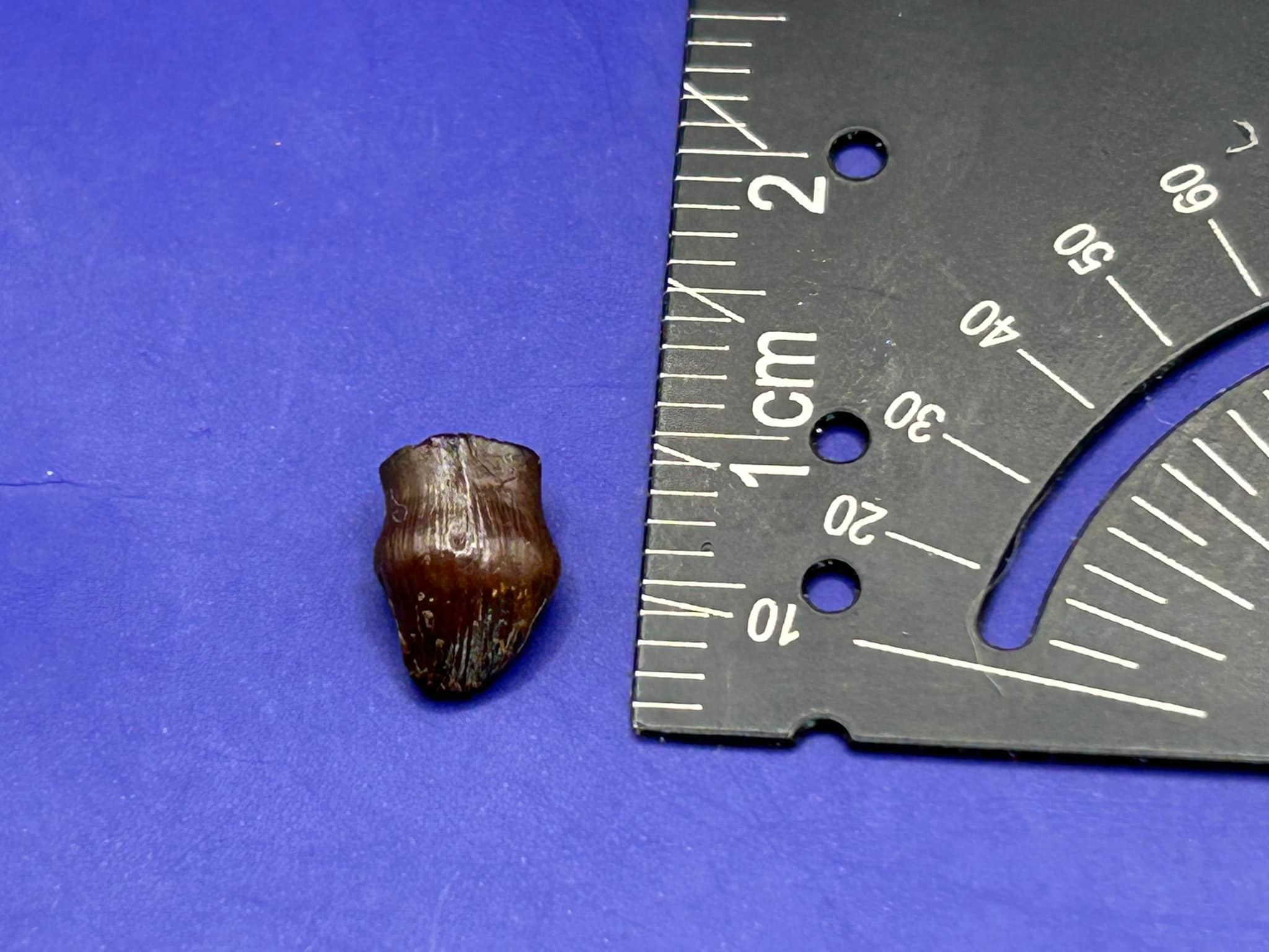 Reed Fossil Prep