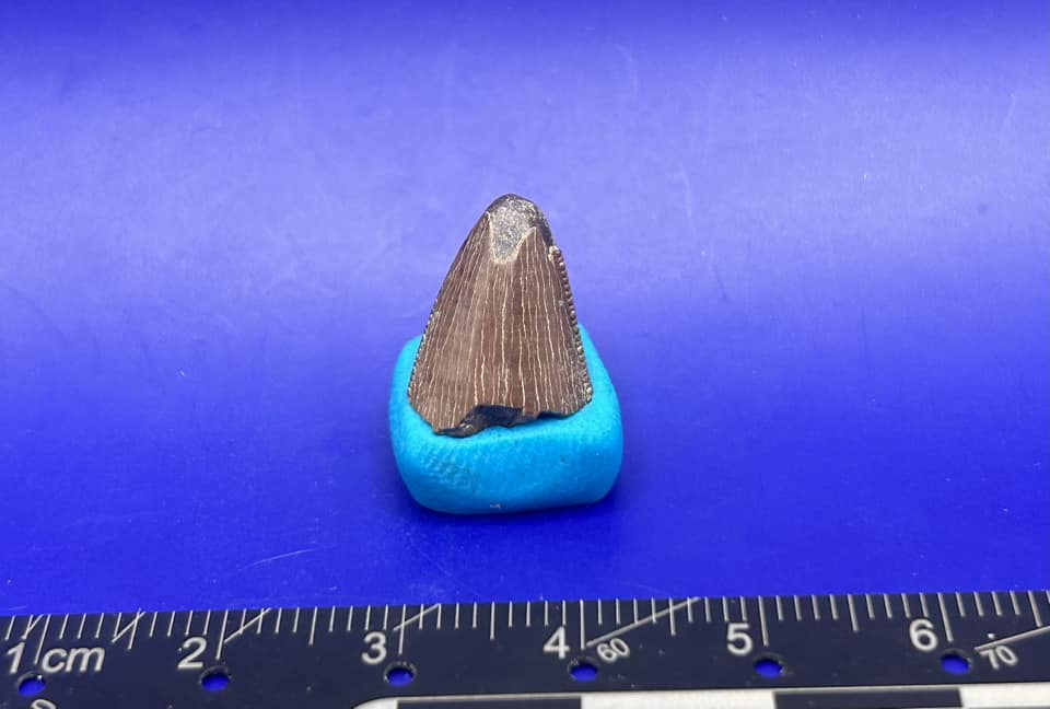Reed Fossil Prep
