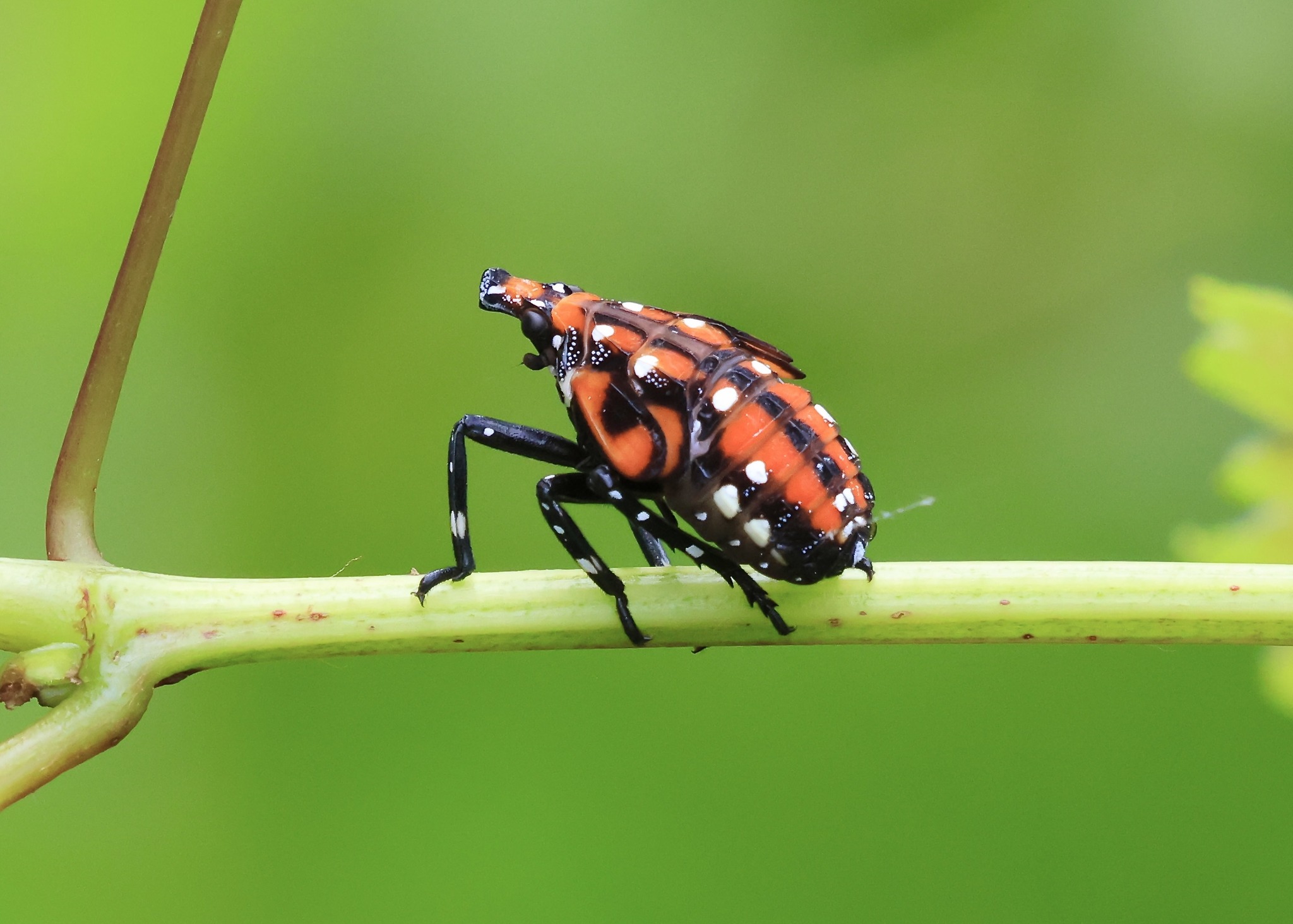 Lanternfly in New Taipei City, Taiwan