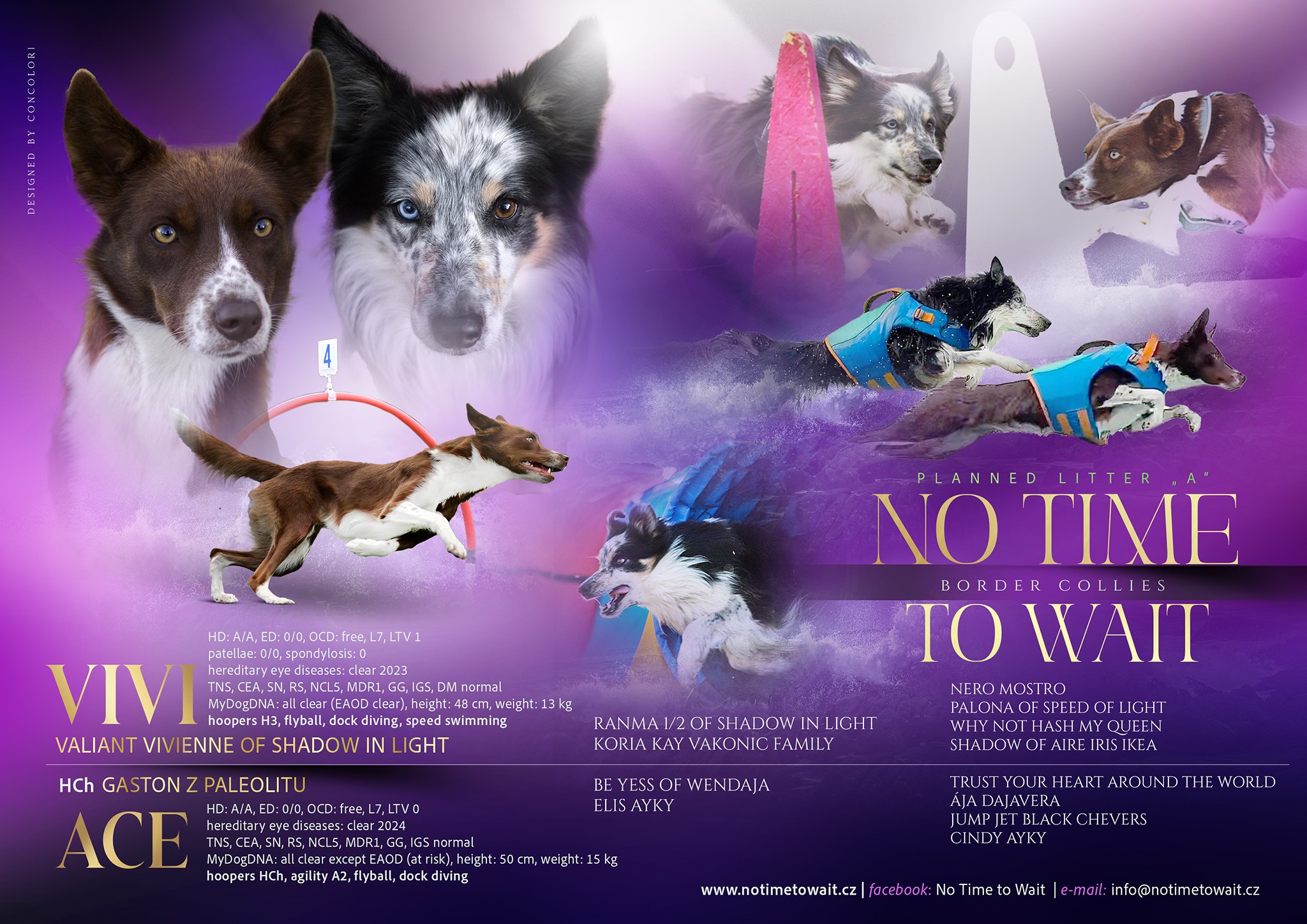 Border Collie litter planned for 2025 with great agility lineage