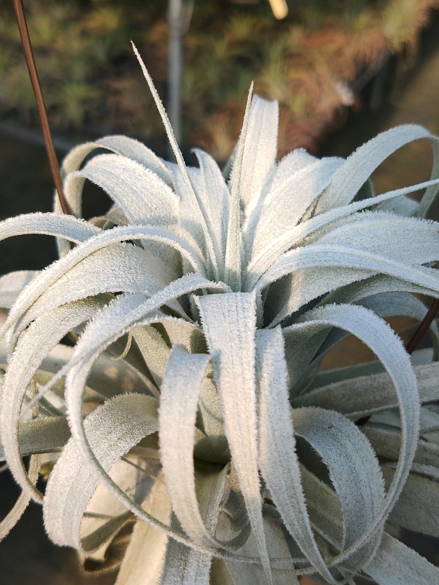 Tillandsia chapeuensis var. turriformis 終極薄紗