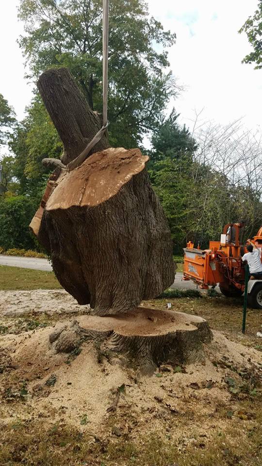 Riggs Tree Service, LLC. | Bryn Mawr PA