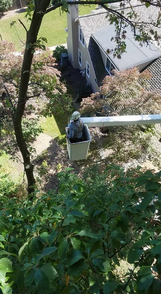Riggs Tree Service, LLC. | Bryn Mawr PA