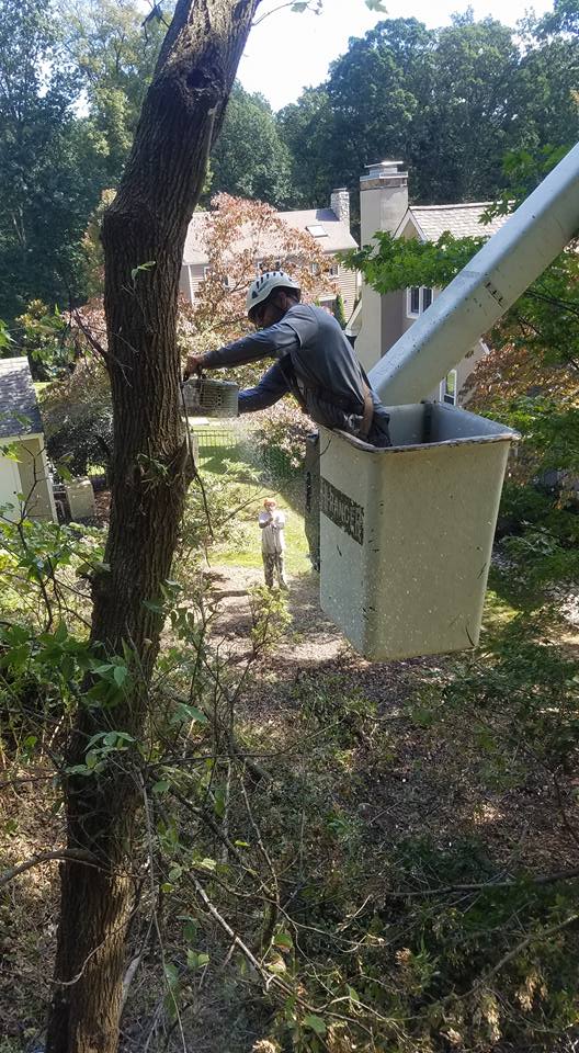 Riggs Tree Service, LLC. | Bryn Mawr PA