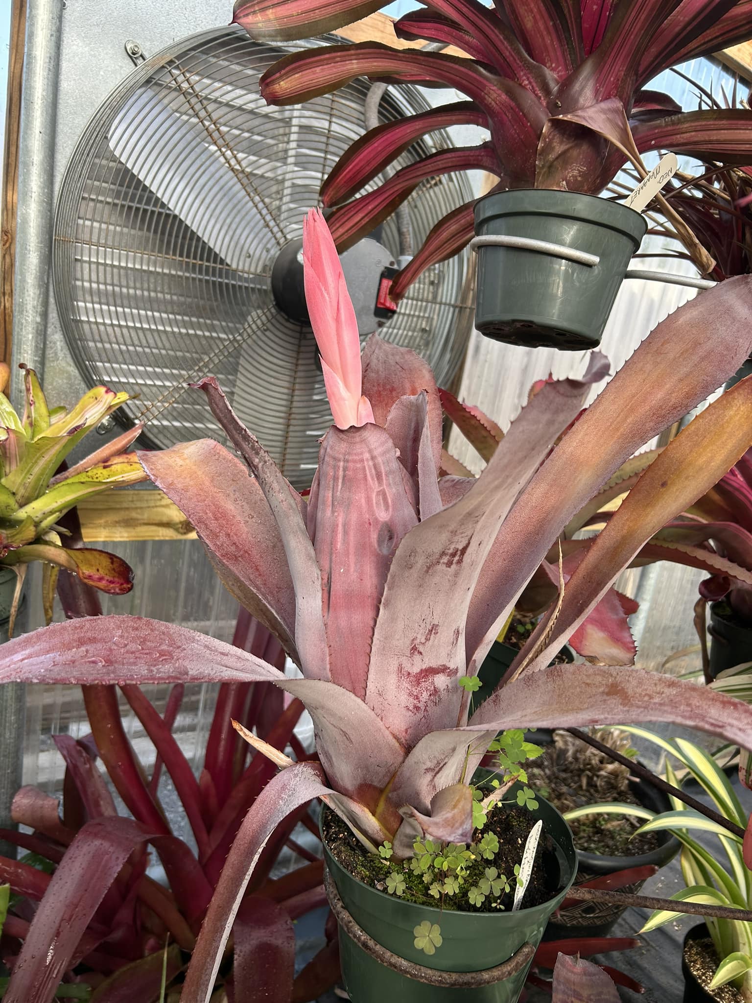 Finally the first one to bloom Aechmea chantinii x brassicoidies