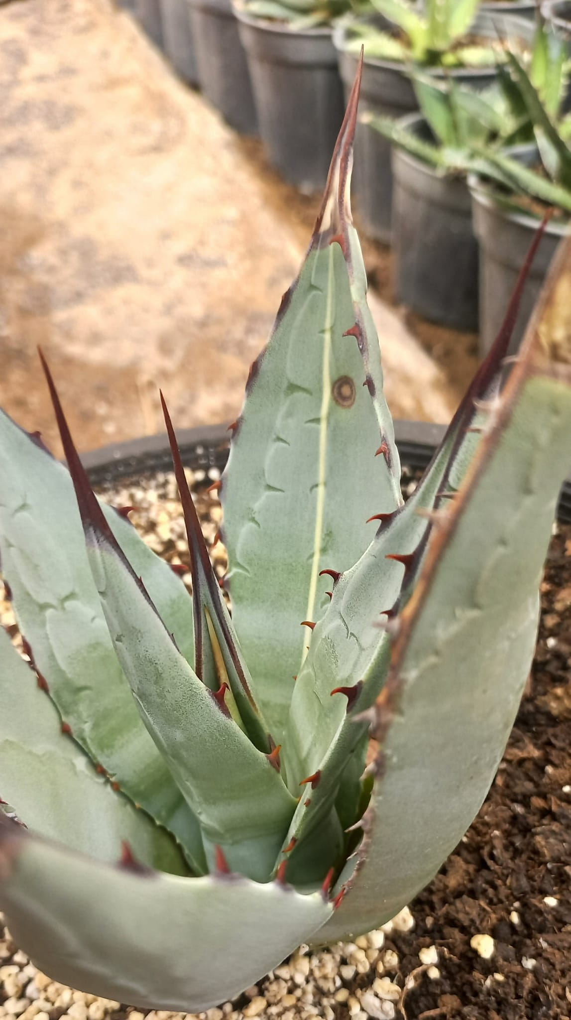 Agave ovatifolia 'Awekening Angel'