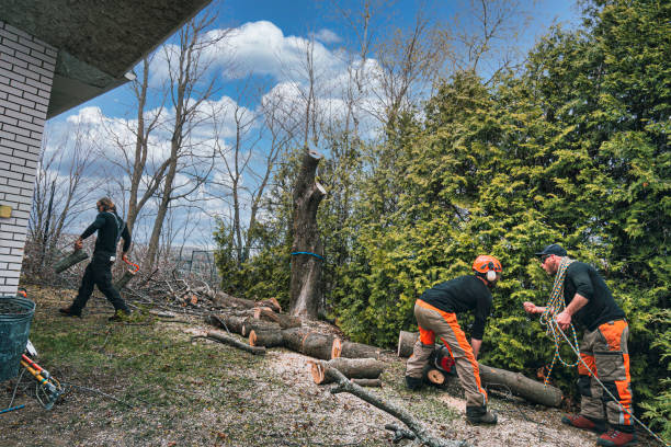 Bishops Tree Service Inc. | Virginia Beach VA