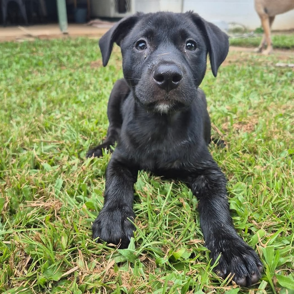 North Qld Animal Rescue Inc. | Cairns QLD