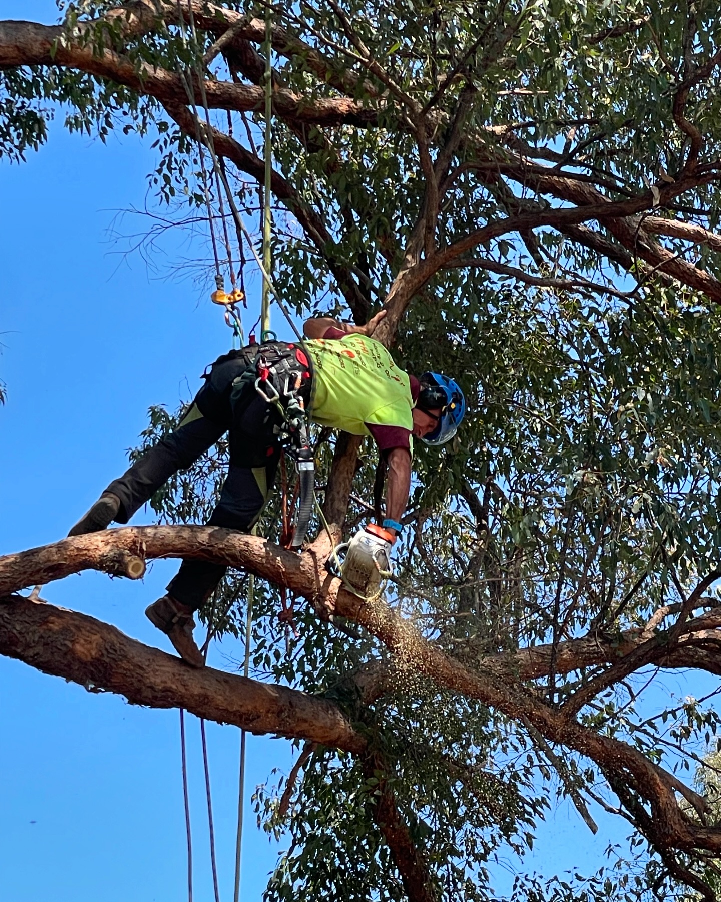Arborsafe Tree Services | Gold Coast QLD