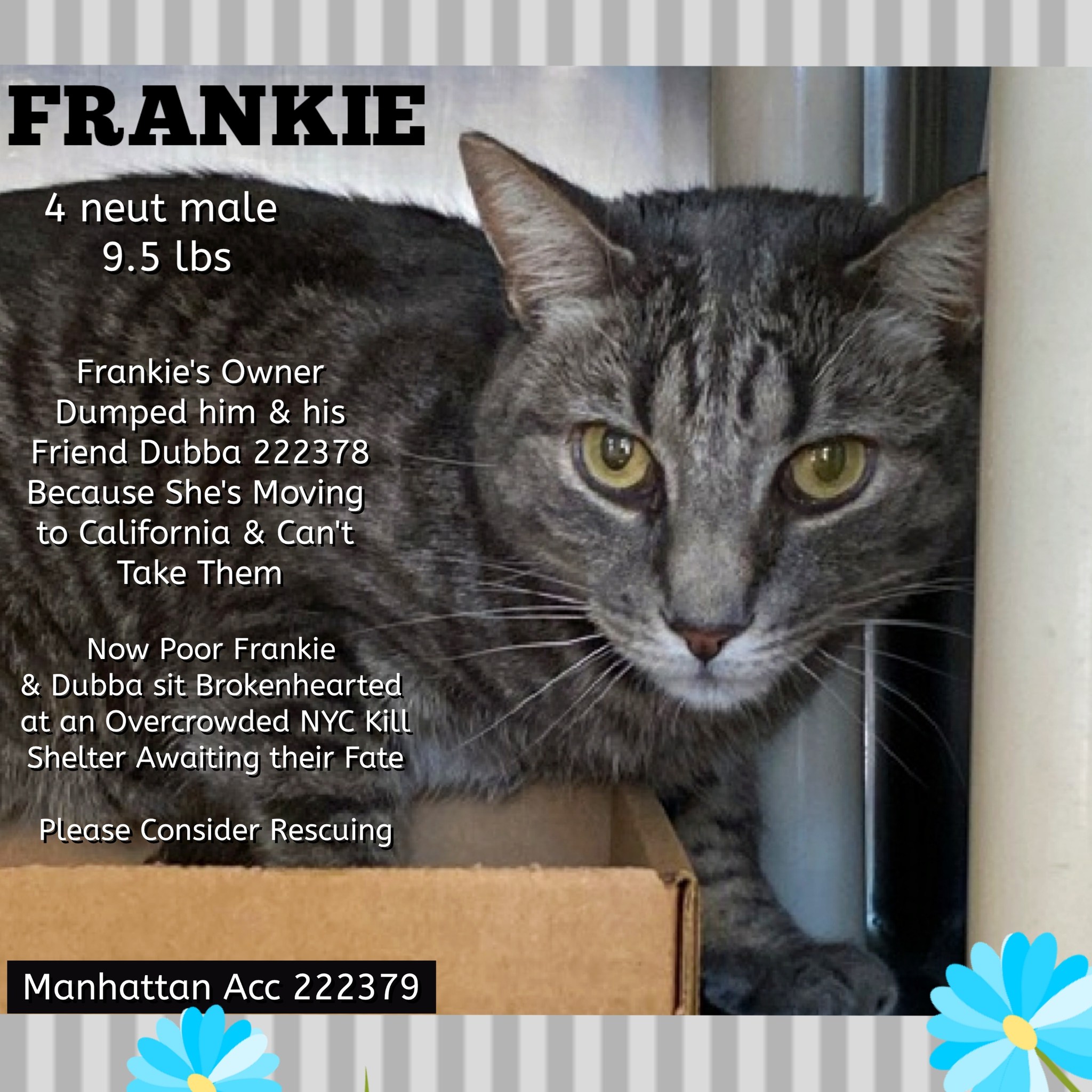 Must - *** FRANKIE (ONLY) IS IN ACC FOSTER PROGRAM - 03/23/2025 ...