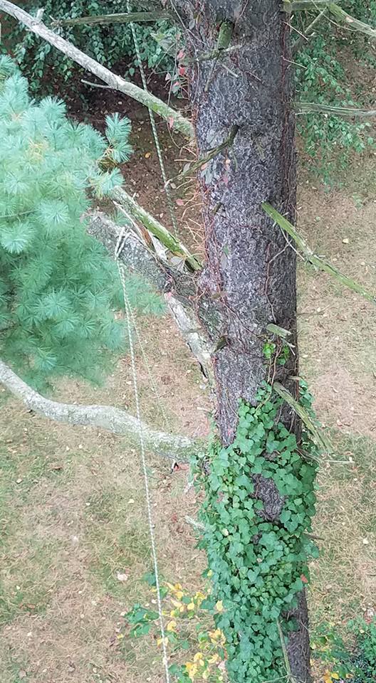 Riggs Tree Service, LLC. | Bryn Mawr PA