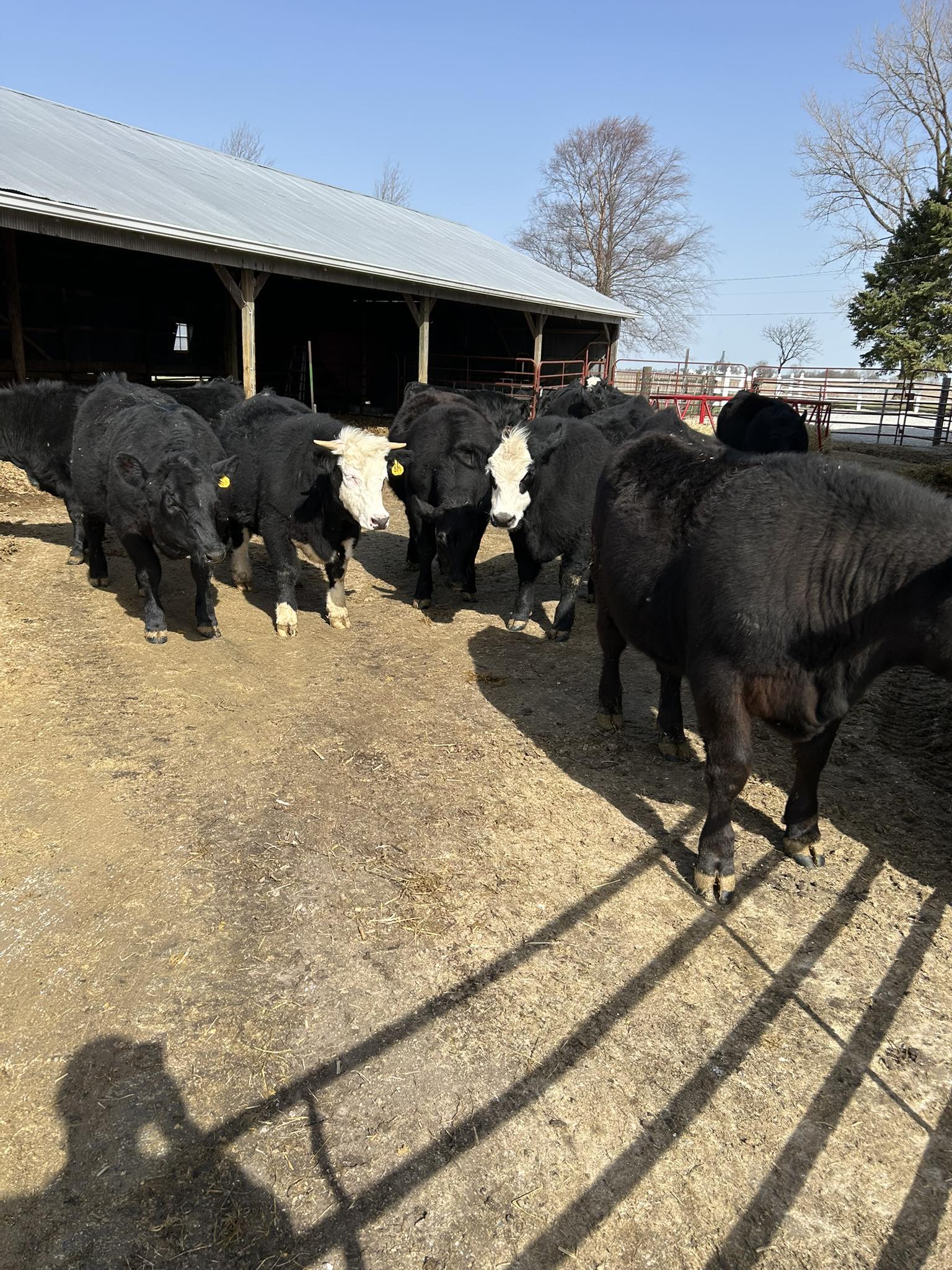 Romney Farms