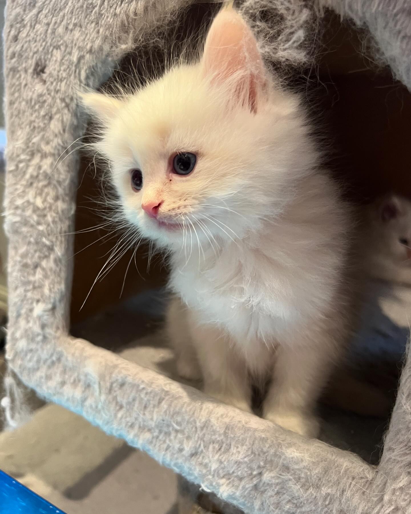These cream kittens will look like his half brother when they grow