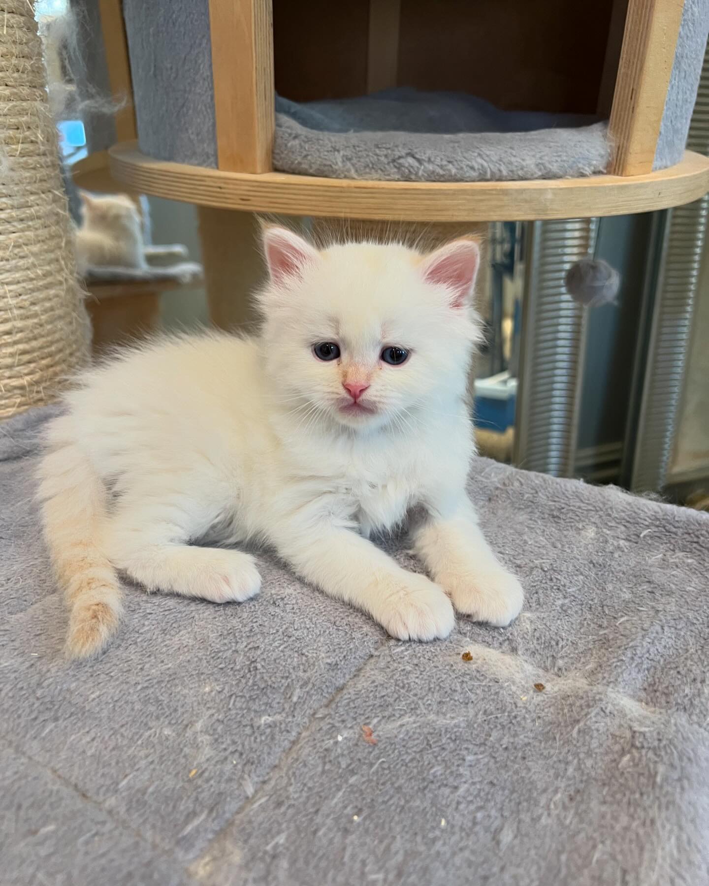 These cream kittens will look like his half brother when they grow