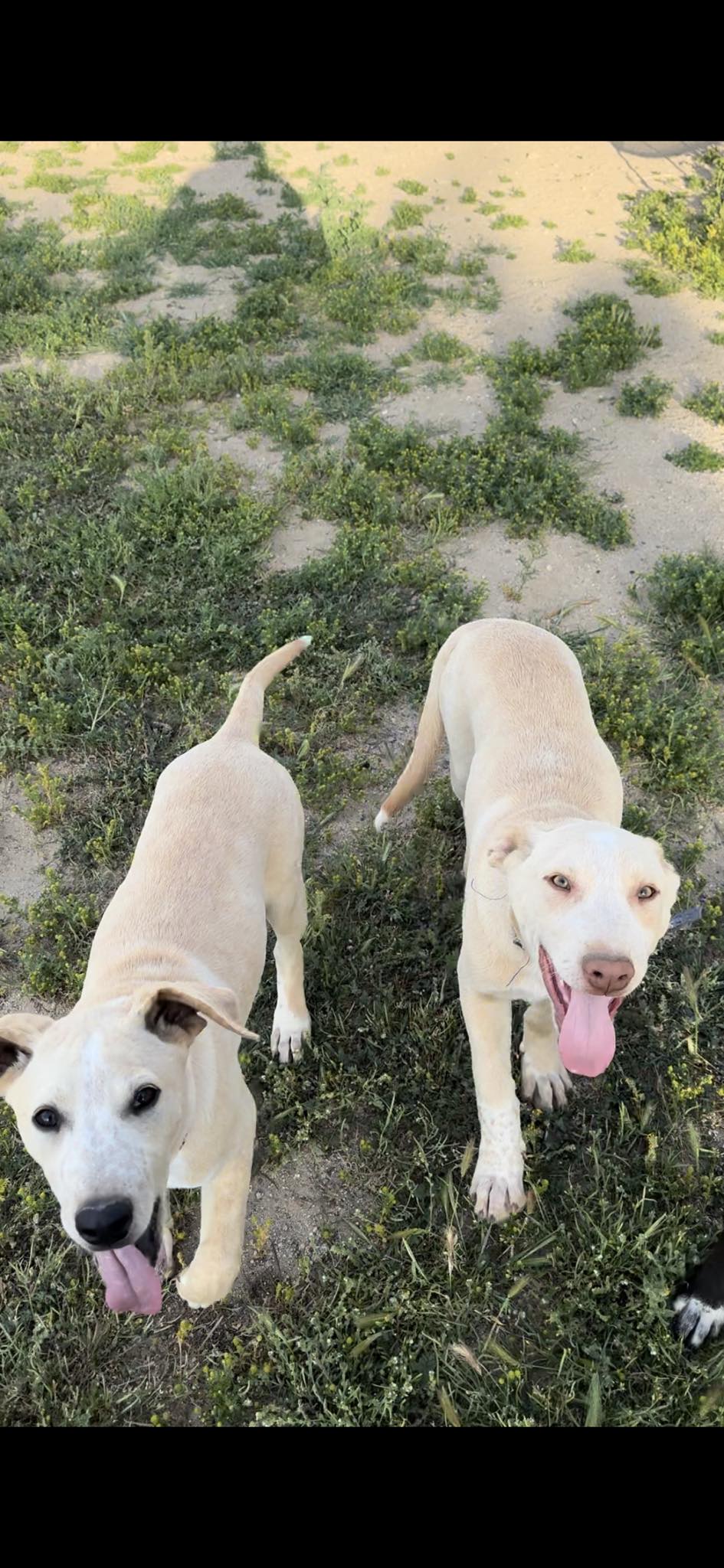 Hollin Gate Ranch Great Pyrenees of Neenach