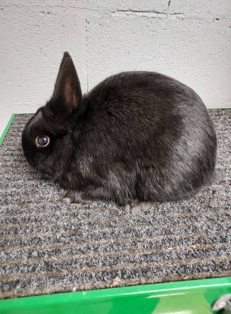 Willow Wood Rabbitry