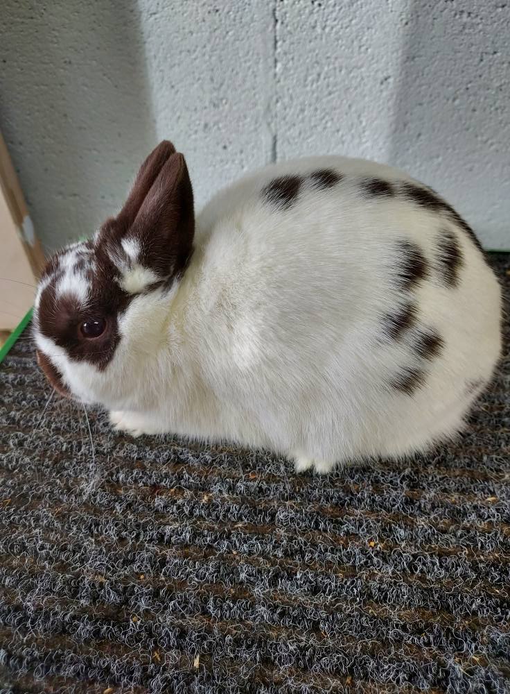 Willow Wood Rabbitry