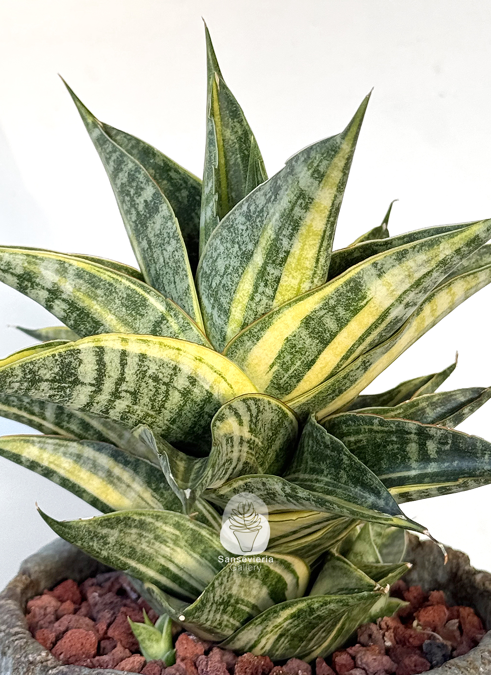 Sansevieria Sindoro Variegated - A must-have hybrid for Sanse fans
