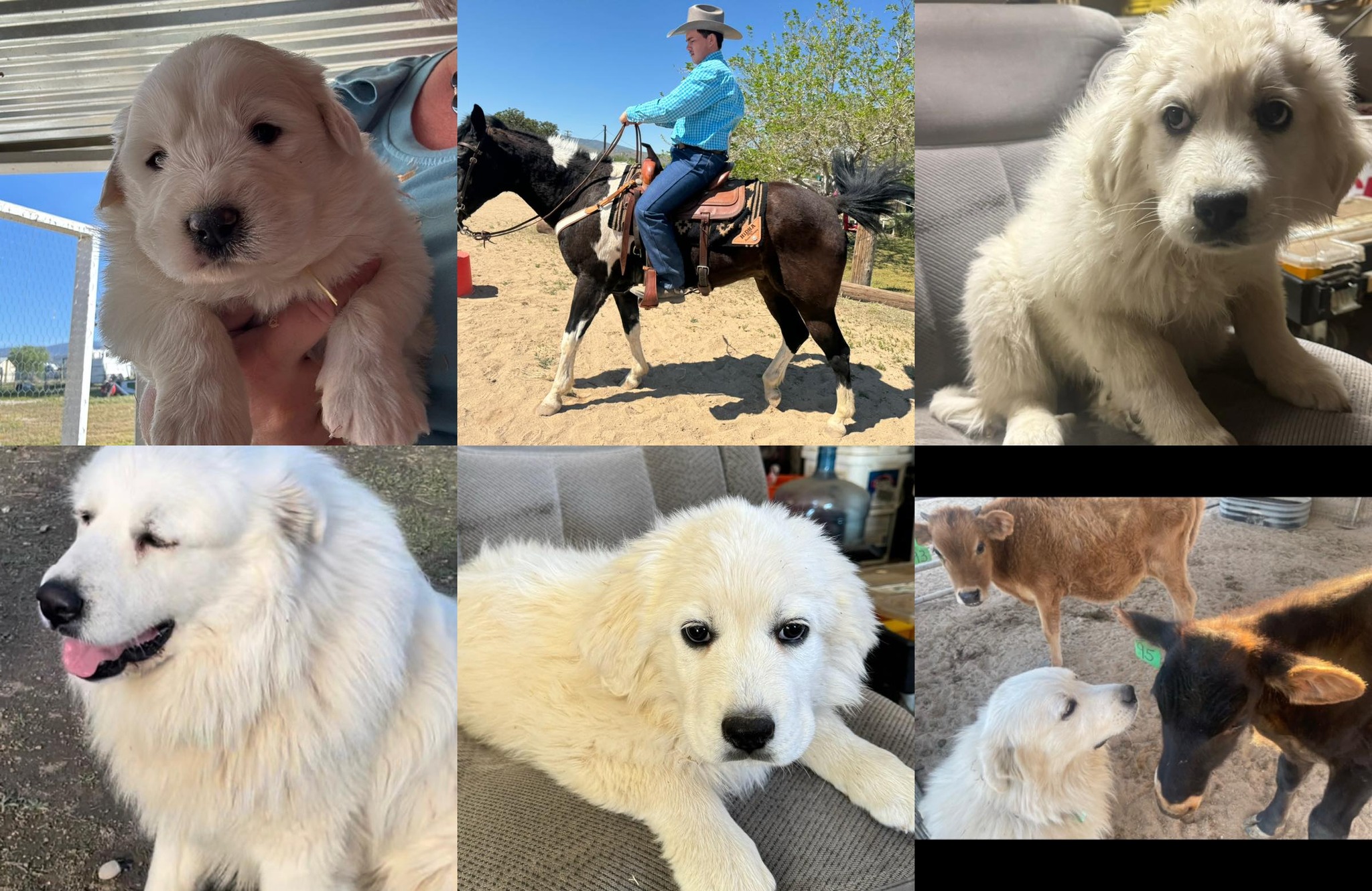 Hollin Gate Ranch Great Pyrenees of Neenach