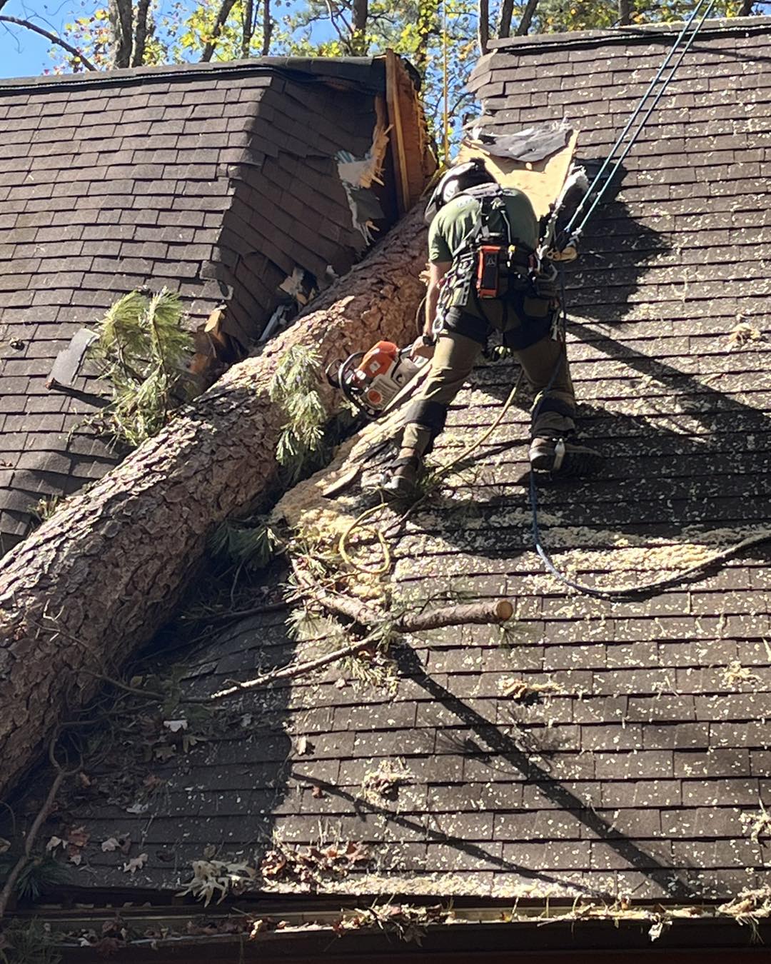 Ultimate Tree Service | Greenville NC