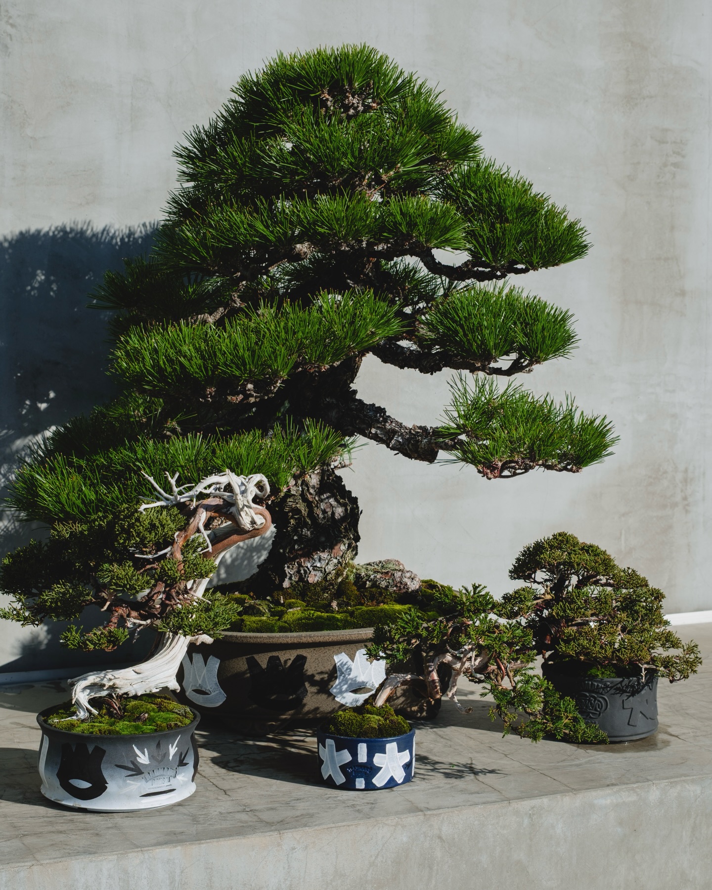 HAZE×TRADMAN’S BONSAI POT Facebook