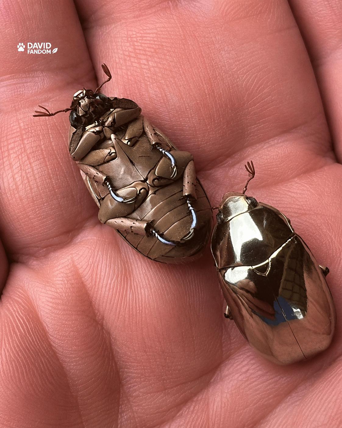 Chrysina spectabilis jewel scarab found in Honduras