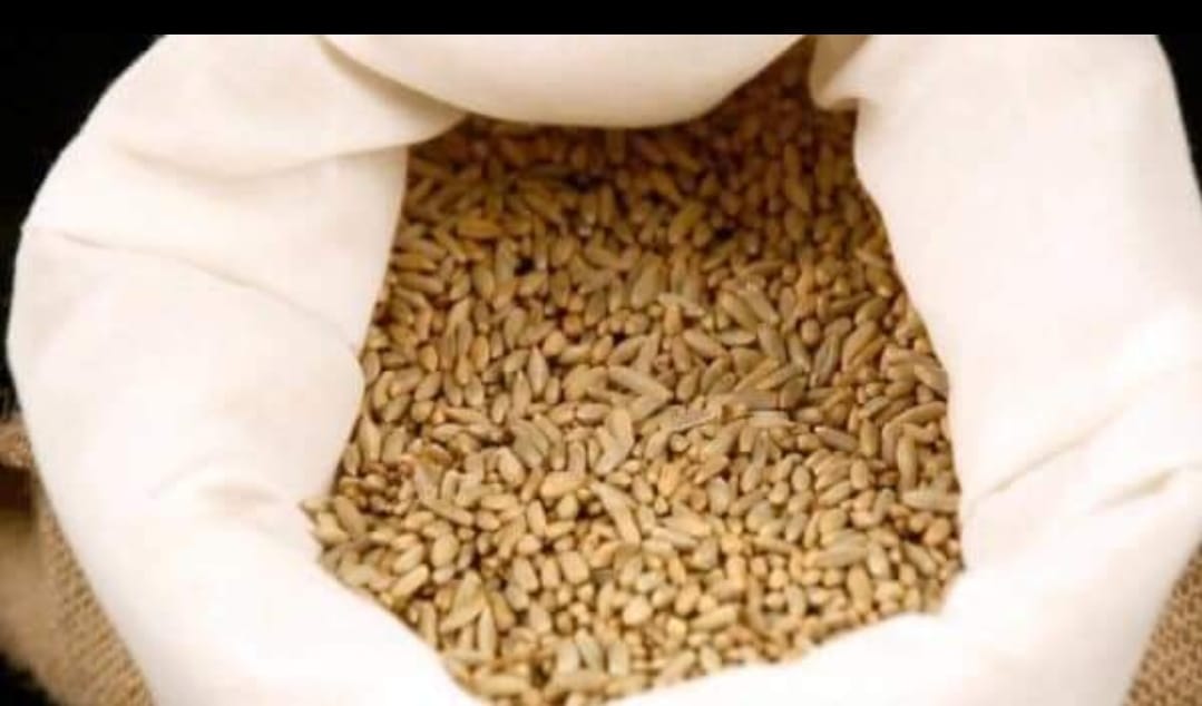 Sementes Orgânicas Trigo | Wheatgrass | Microvegetais | EcoGrowing