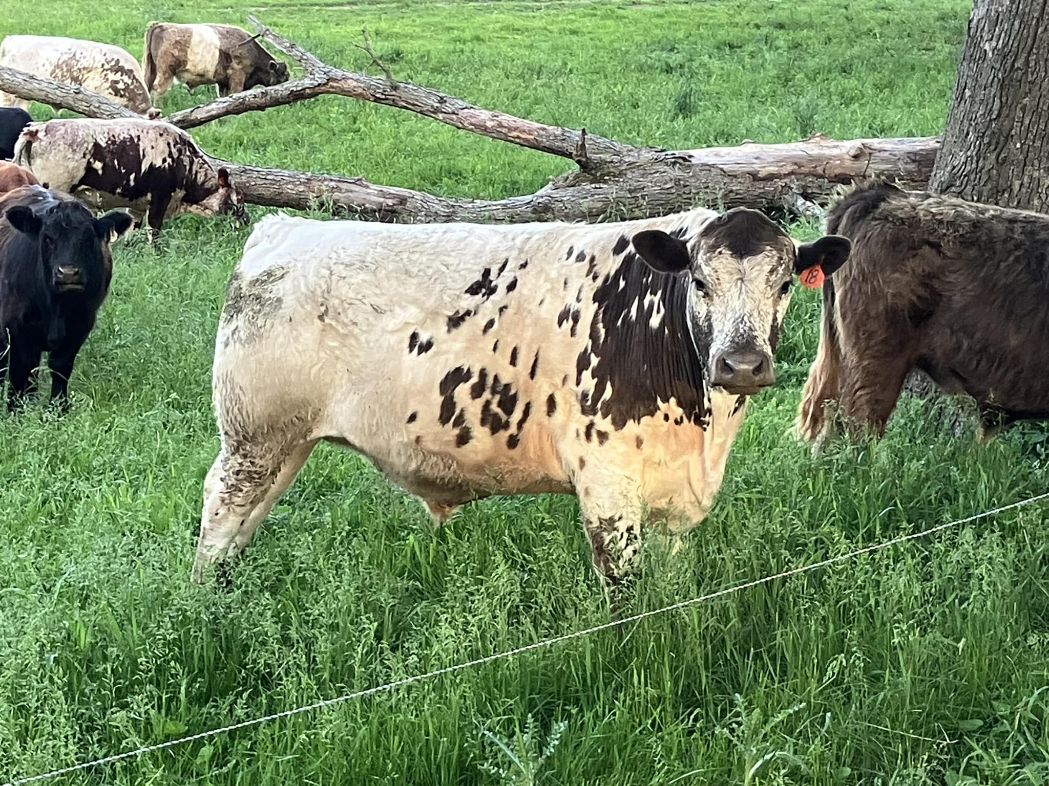 Pine Ridge Ranch 100% Grass fed and Grass Finished Beef | Chatfield MN
