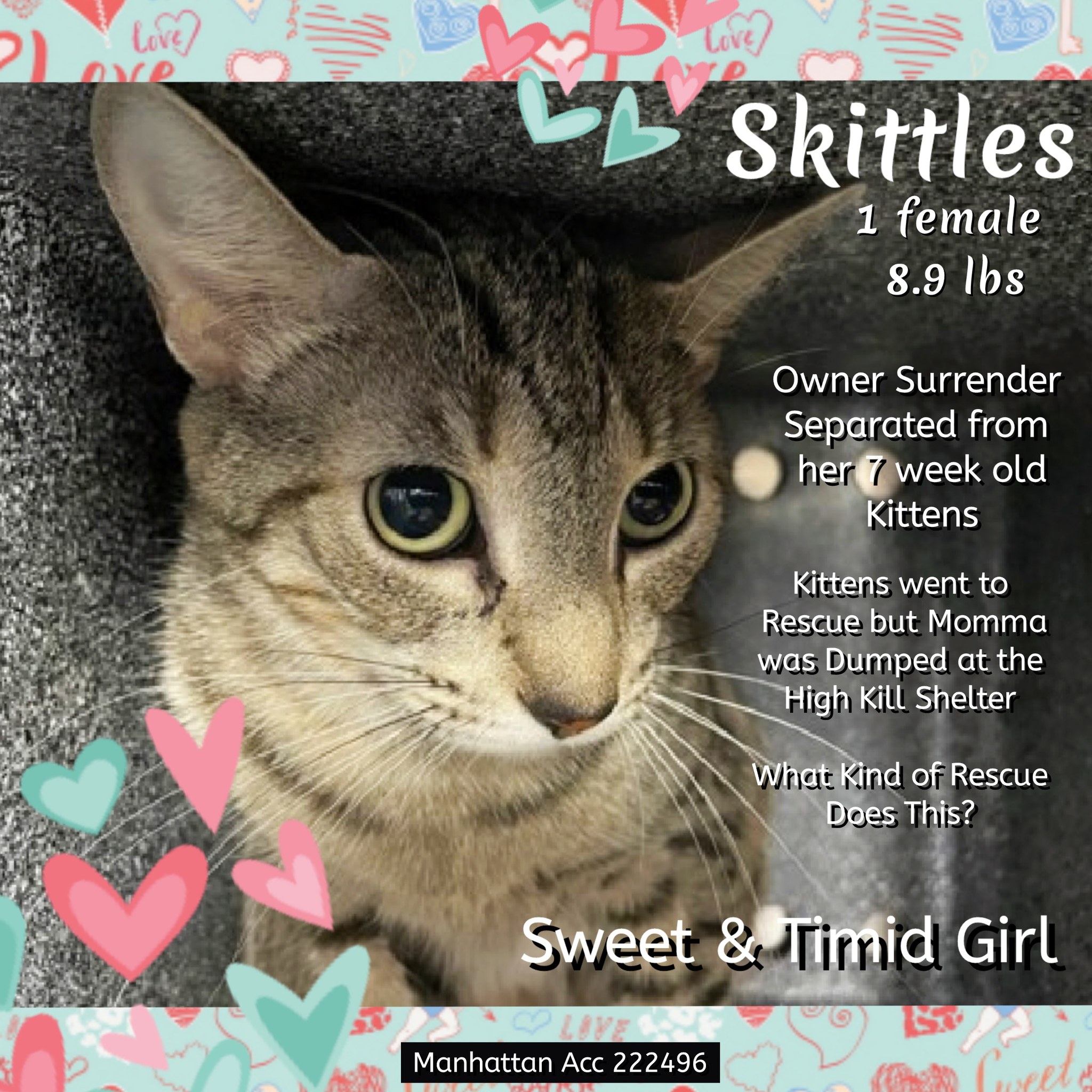 Must - *** ADOPTED - 05/2025 *** Please email NYC ACC direct to inquire ...
