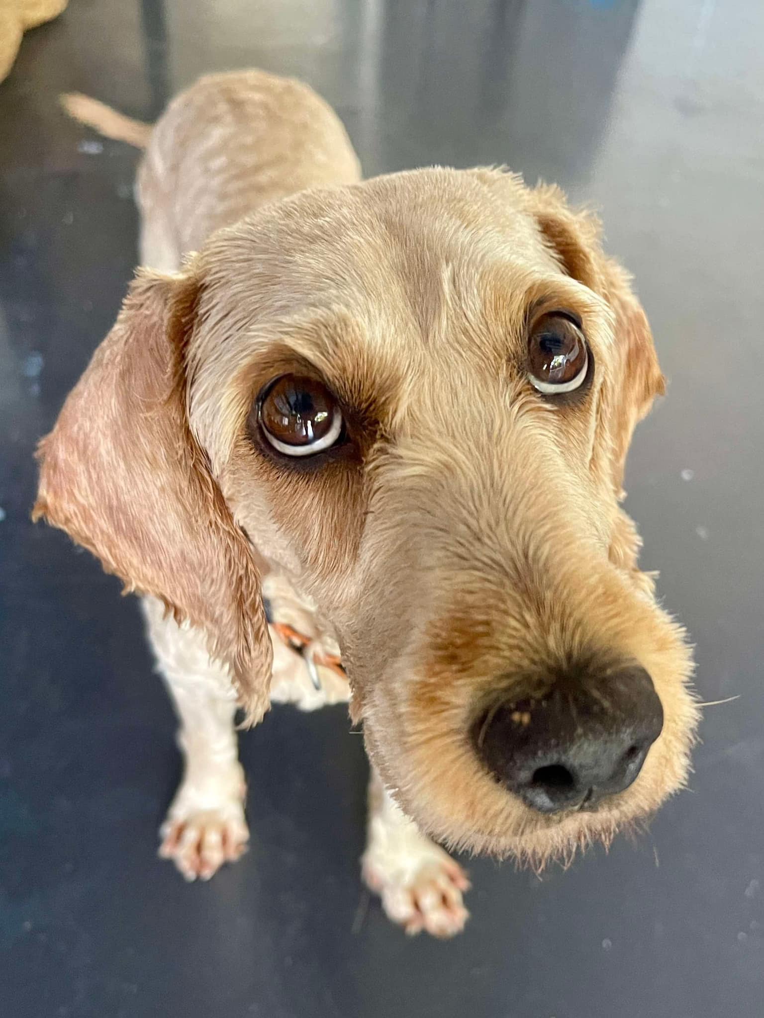 Cocker Spaniel Rescue QLD inc