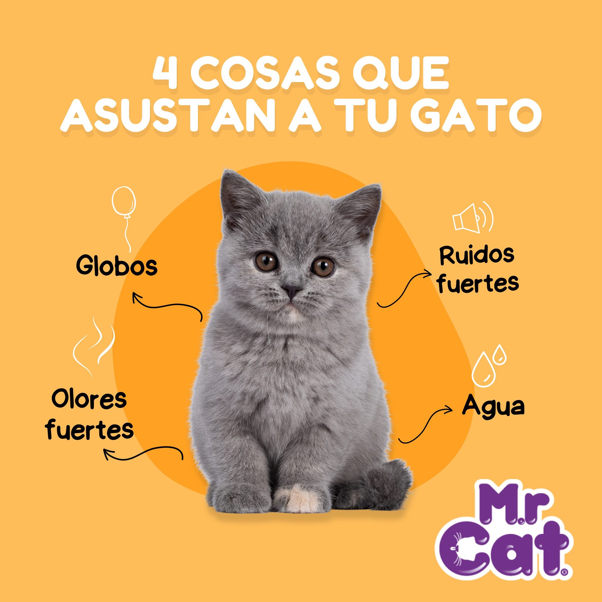 Mr Cat - La longitud de un michi puede variar de acuerdo a la raza ...