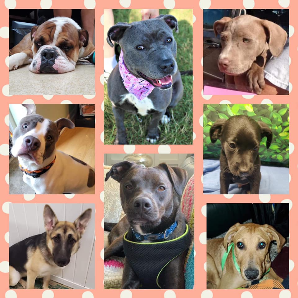 What better day to... - Project Hope Animal Rescue Foundation | Facebook