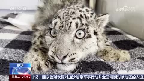 Cuccioli di leopardo delle nevi nati nel Novarese - Animali