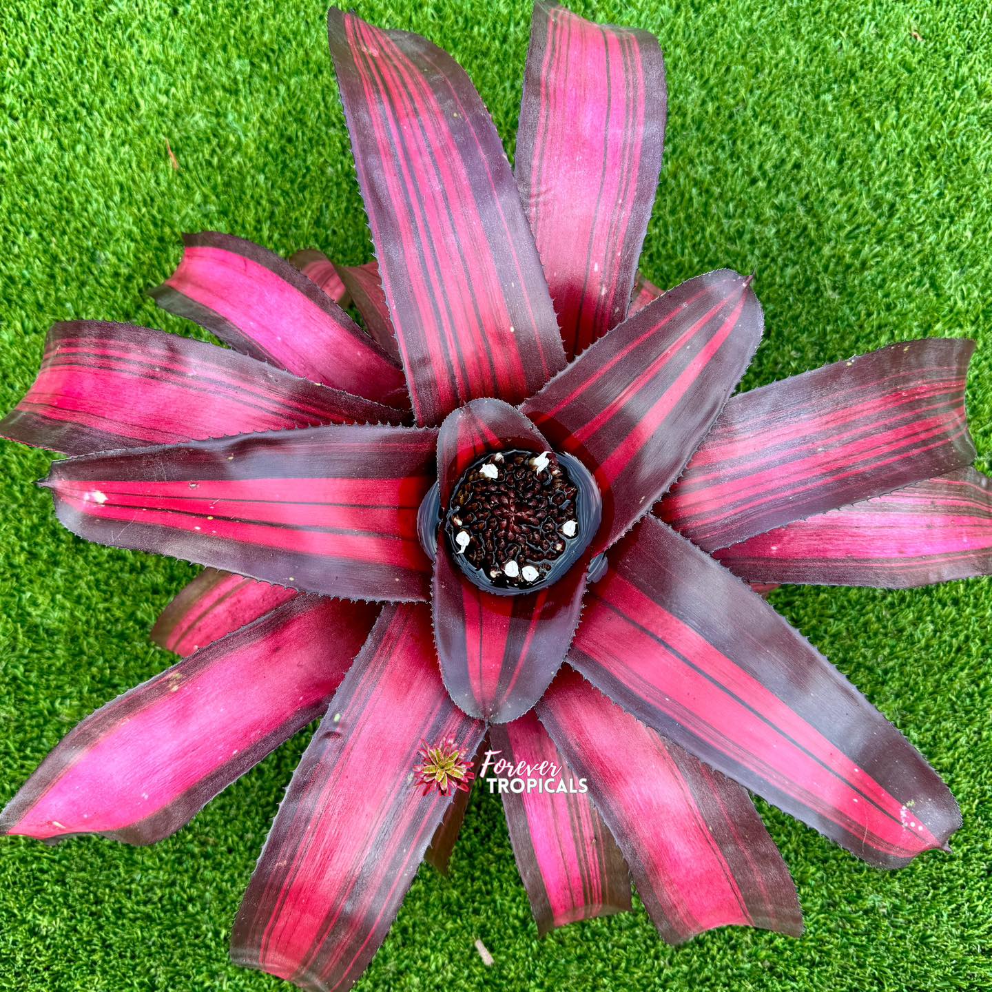 Lucifer Variegated Neoregelia ブロメリア・エアープランツ