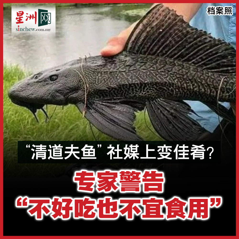 “原则上所有种类的鱼类都可吃，倘若钓到的琵琶鱼是... - 马来西亚星洲日报 Malaysia Sin Chew Daily | Facebook