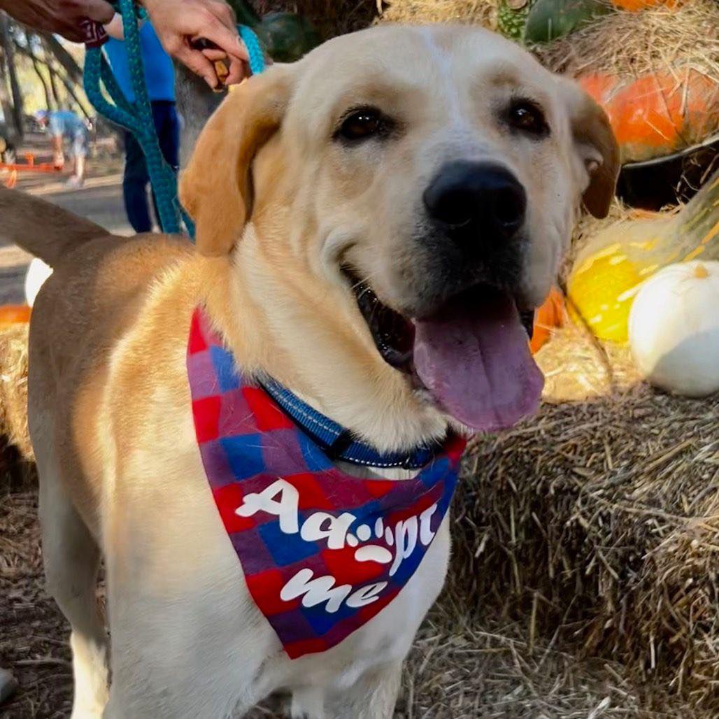 Meet Chance. He is a 1... - Chicagoland Lab Rescue | Facebook