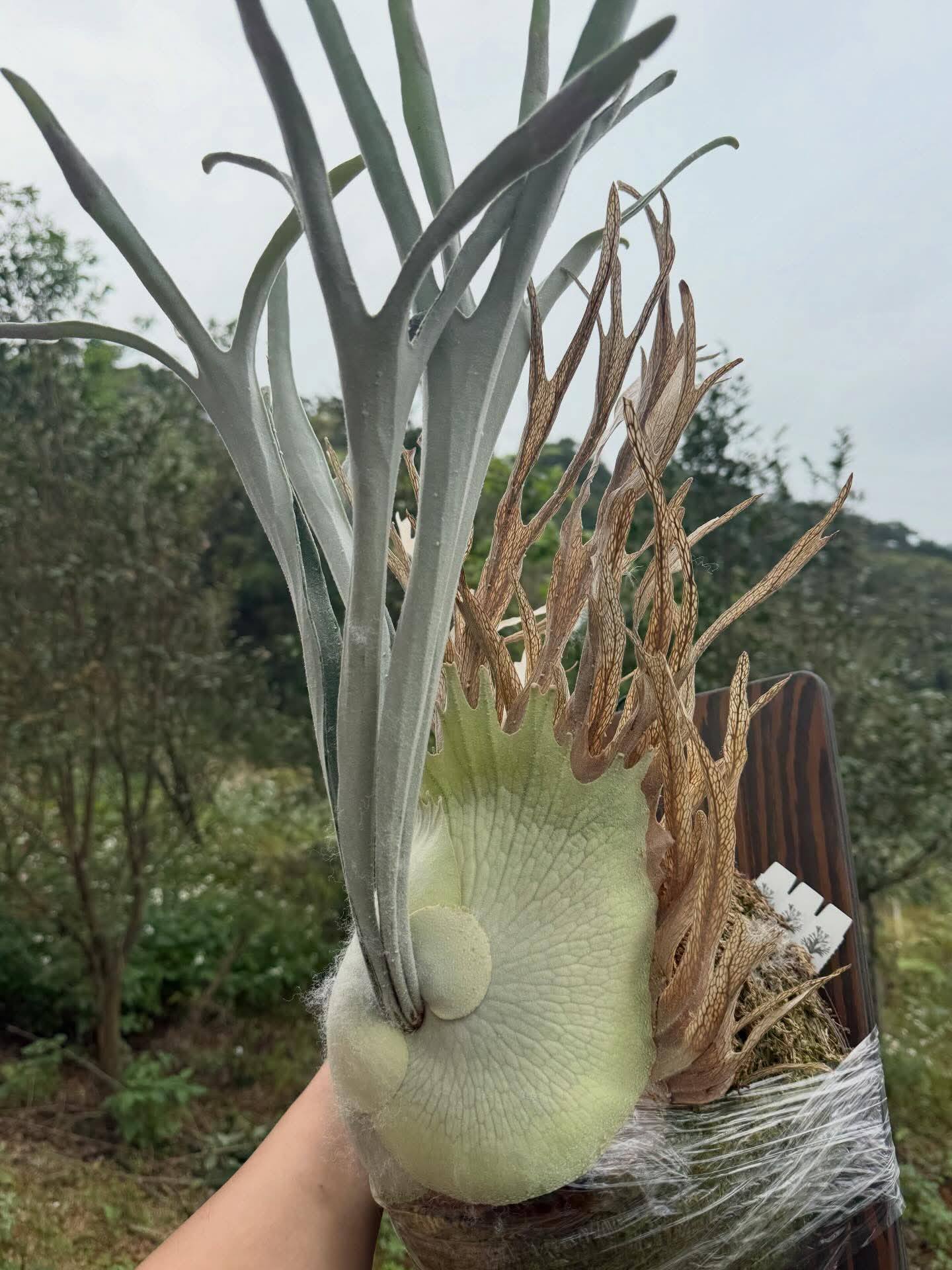 Platycerium veitchii high finger AUS جم FernLove FernLove Fern