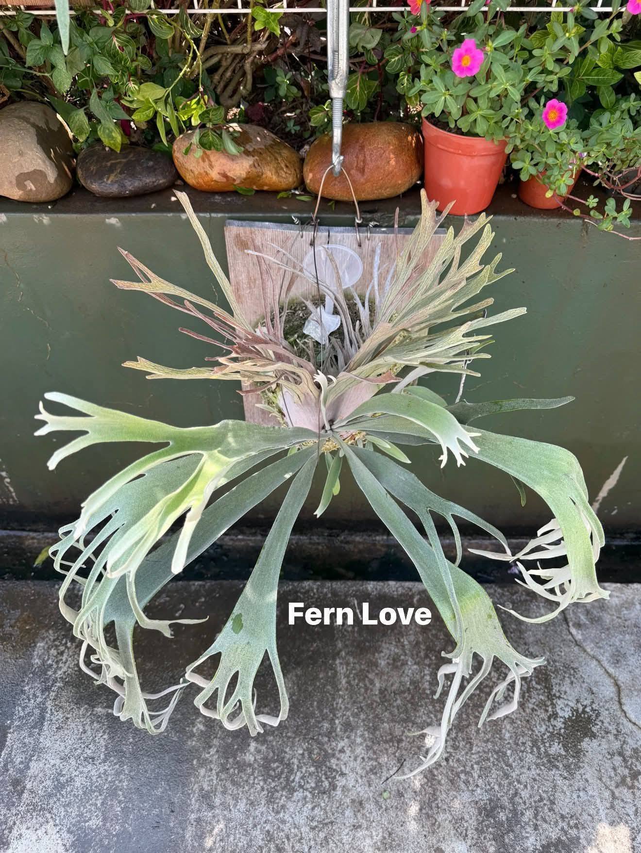 Platycerium veitchii high finger AUS جم FernLove FernLove Fern