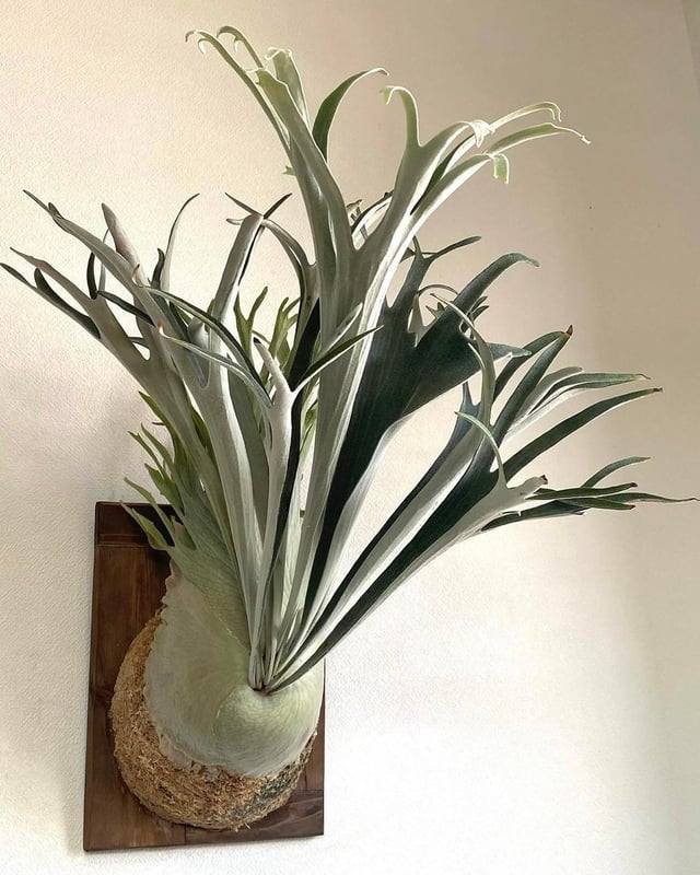 Platycerium veitchii high finger AUS جم FernLove FernLove Fern